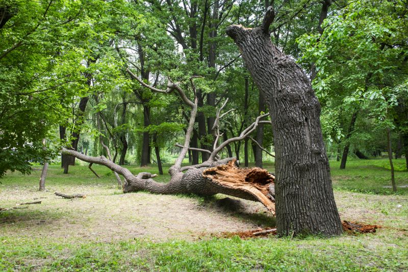 Storm Damage with Fallen Trees