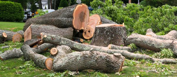 Cost of Large Tree Removal in Fairfax
