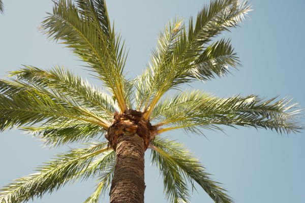 Cost of Palm Tree Removal in Fairfax