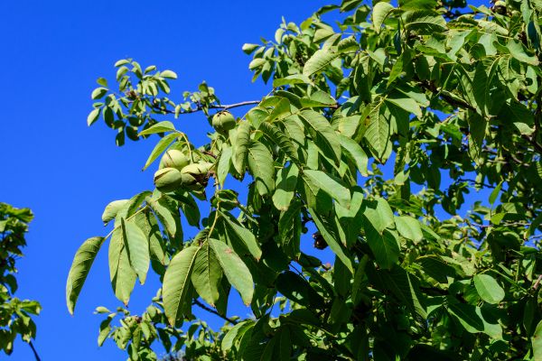 Cost of Walnut Tree Removal in Fairfax