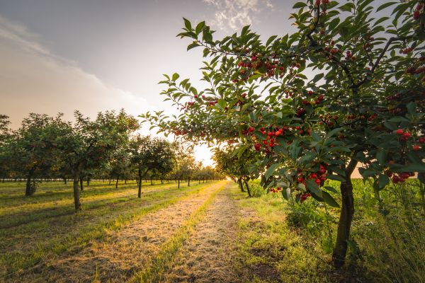Cost of Cherry Tree Removal in Fairfax