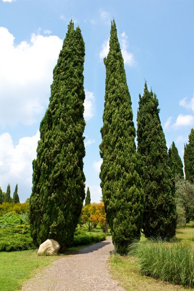 Cost of Cypress Tree Removal in Fairfax