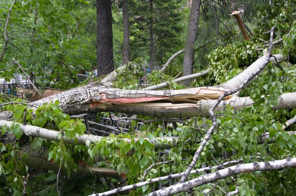 Cost of Birch Tree Removal in Fairfax