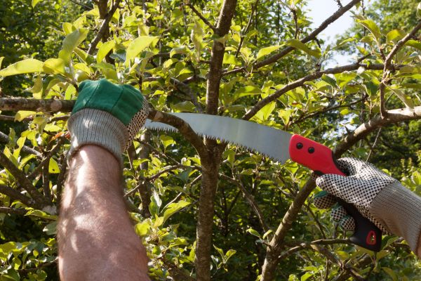 Cost of Elm Tree Removal in Fairfax