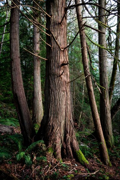 Cost of Cedar Tree Removal in Fairfax
