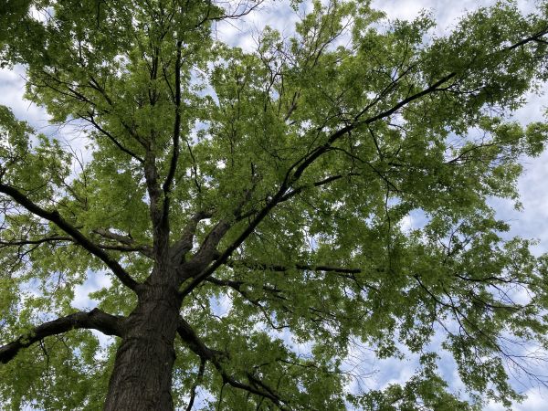 Cost of Oak Tree Removal in Fairfax
