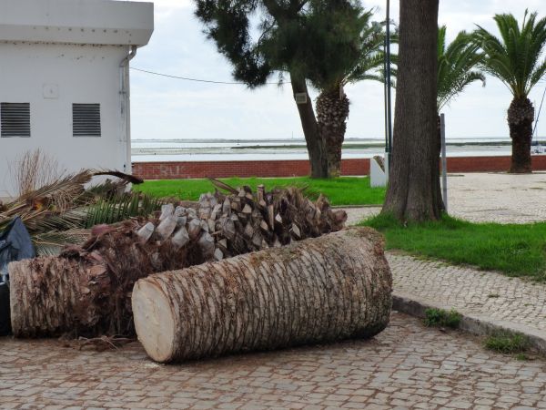 Cost of Palm Trees Removal in Fairfax