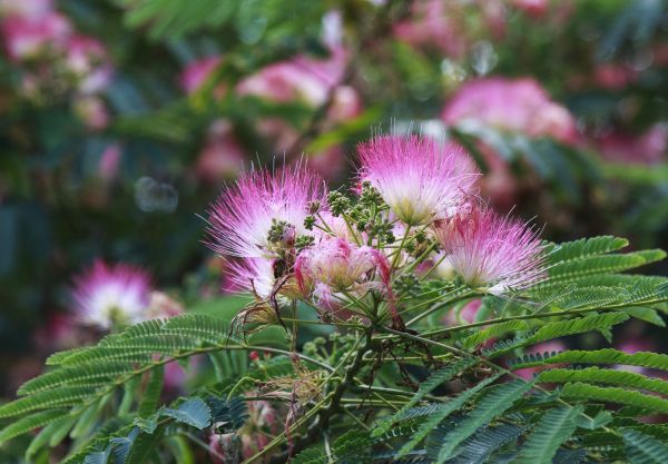 Cost of Mimosa Tree Removal in Fairfax