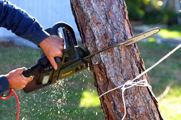 Cost of Dead Tree Removal in Fairfax